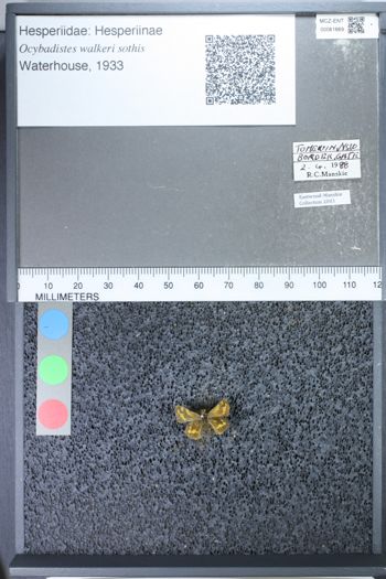 Media type: image;   Entomology 61669